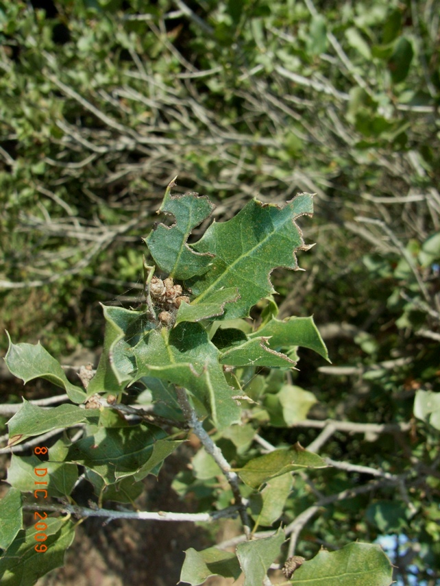Quercus coccifera / Quercia spinosa
